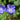 Geranium 'Brookside' - 2026
