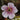 Geranium 'Crystal Lake' - 2026