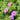 Geranium 'Dilys' - 2026