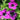 Geranium 'Dragon Heart' - 2026