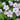 Geranium 'Dreamland' - 2026