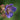 Geranium 'New Dimension' - 2026