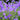 Geranium 'Orion' - 2026