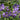 Geranium 'Philippe Vapelle' - 2026