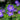 Geranium 'Rozanne' - 2026