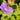 Geranium 'Sabani Blue' - 2026