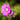 Geranium 'Sirak'
