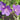 Geranium 'Spinners' - 2026