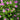 Geranium 'Sue Crüg' - 2026