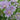 Geranium 'Summer Skies' - 2026