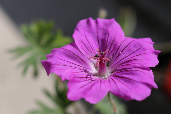 Geranium 'Tiny Monster' - 2026 – Lincspplants