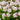 Geranium cantabrigiense 'Biokovo' - 2026