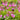 Geranium cantabrigiense 'Karmina' - 2026