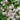 Geranium cantabrigiense 'St Ola' - 2026