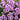 Geranium cinereum 'Ballerina' - 2026