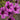Geranium cinereum 'Laurence Flatman' - 2026