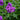 Geranium clarkei 'Kashmir Purple' - 2026