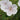 Geranium clarkei 'Kashmir White' - 2026