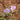 Geranium dalmaticum - 2026