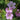 Geranium endressii - 2026