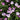 Geranium endressii 'Wargrave Pink' - 2026