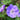 Geranium himalayense - 2026