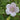 Geranium himalayense 'Derrick Cook' - 2026