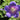 Geranium himalayense 'Gravetye' - 2026