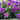 Geranium himalayense 'Plenum' - 2026