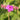 Geranium Macrorrhizum