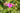 Geranium Macrorrhizum