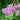 Geranium macrorrhizum 'Bevan's Variety' - 2026
