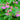 Geranium macrorrhizum 'Czakor' - 2026