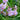Geranium macrorrhizum 'Ingwersen's Variety' - 2026