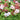 Geranium macrorrhizum 'Spessart' - 2026