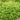 Geranium macrorrhizum 'White Ness' - 2026