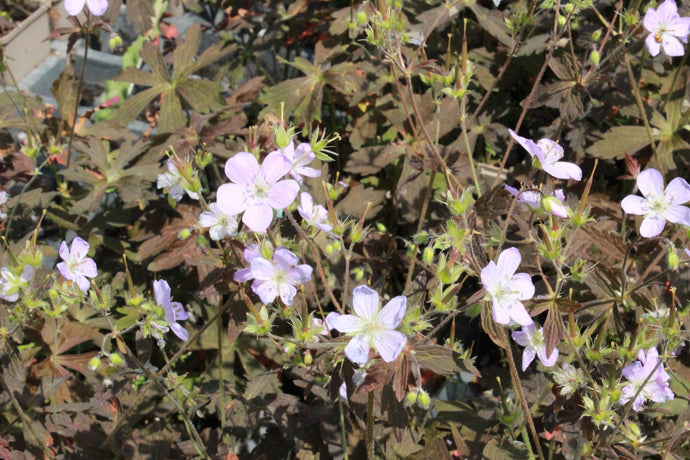 Geranium maculatum 'Espresso' - 2026 – Lincspplants