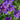 Geranium magnificum - 2026