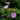 Geranium nodosum - 2026