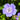 Geranium oxonianum 'A.T. Johnson' - 2026