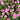 Geranium oxonianum 'Claridge Druce' - 2026