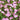 Geranium oxonianum 'Rose Clair' - 2026