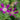 Geranium oxonianum 'Thurstonianum' - 2026