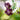Geranium phaeum - 2026