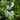 Geranium phaeum 'Album' - 2026