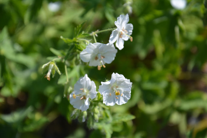 Geranium phaeum 'Album' - 2026 – Lincspplants