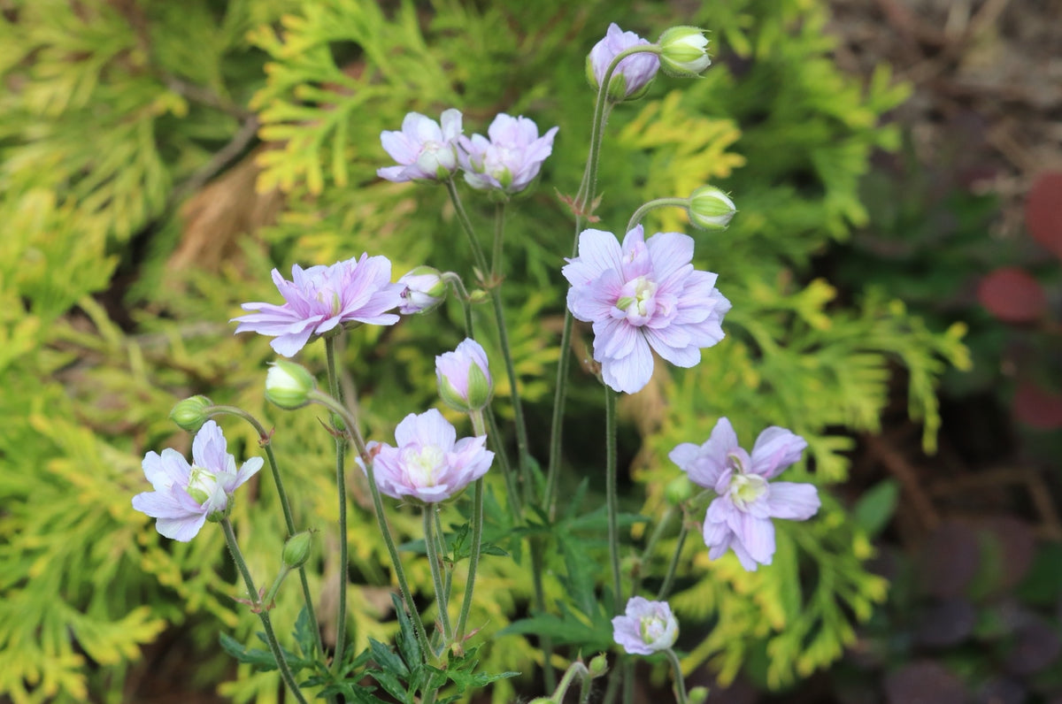 Geranium pratense 'Cloud Nine' - 2026 – Lincspplants