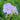 Geranium pratense 'Mrs Kendall Clark' - 2026