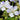 Geranium pratense 'Splish-splash' - 2026