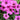Geranium psilostemon - 2026
